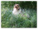 Barney im Garten.jpg
